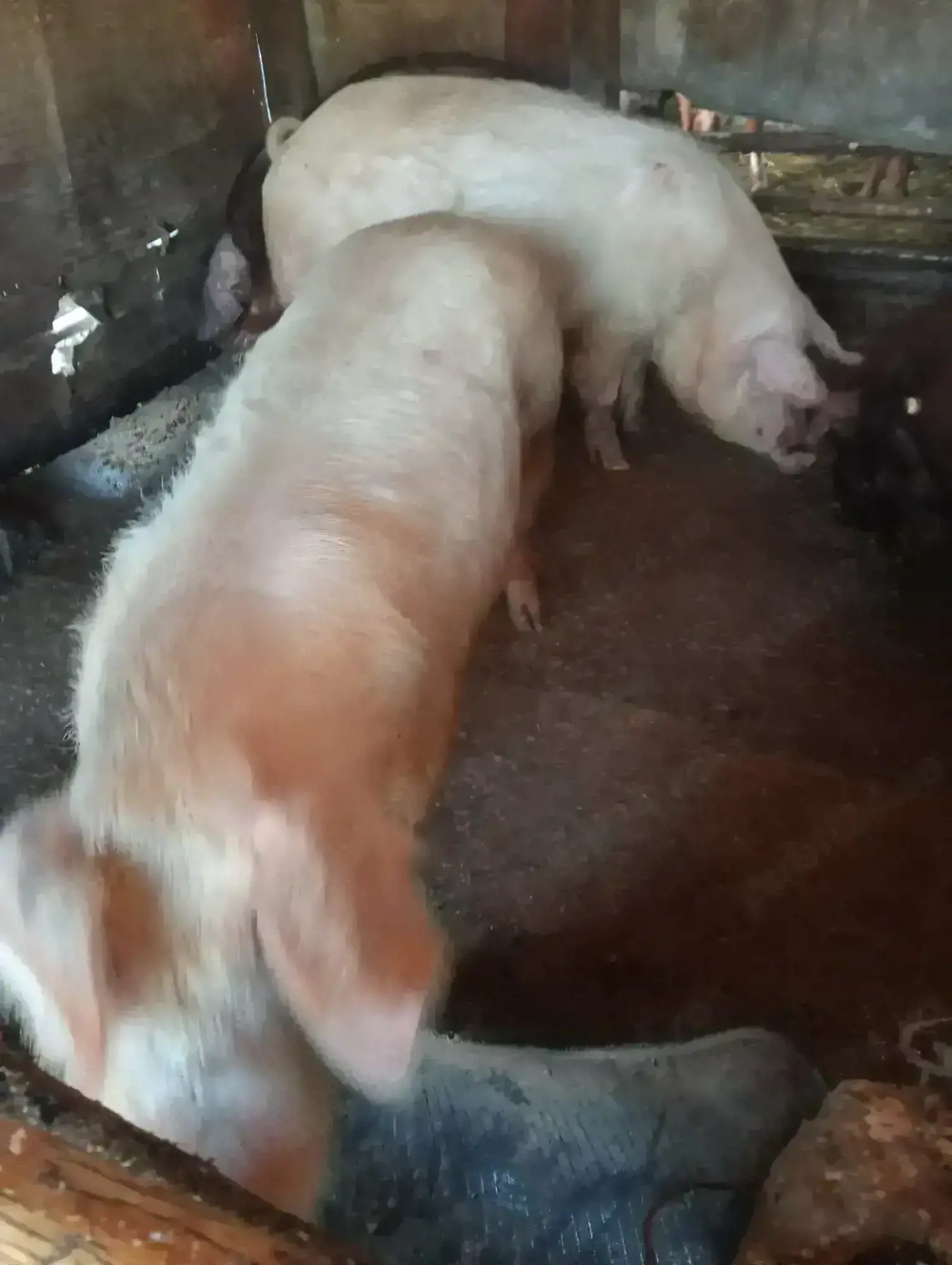 Dau porci la schimb pe cal