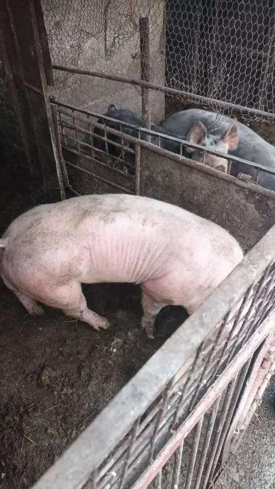 vier monta sau vanzare