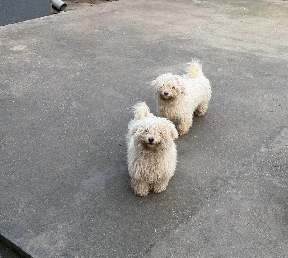 Vând bichoni maltezi 