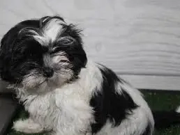 pui shihtzu 2 luni