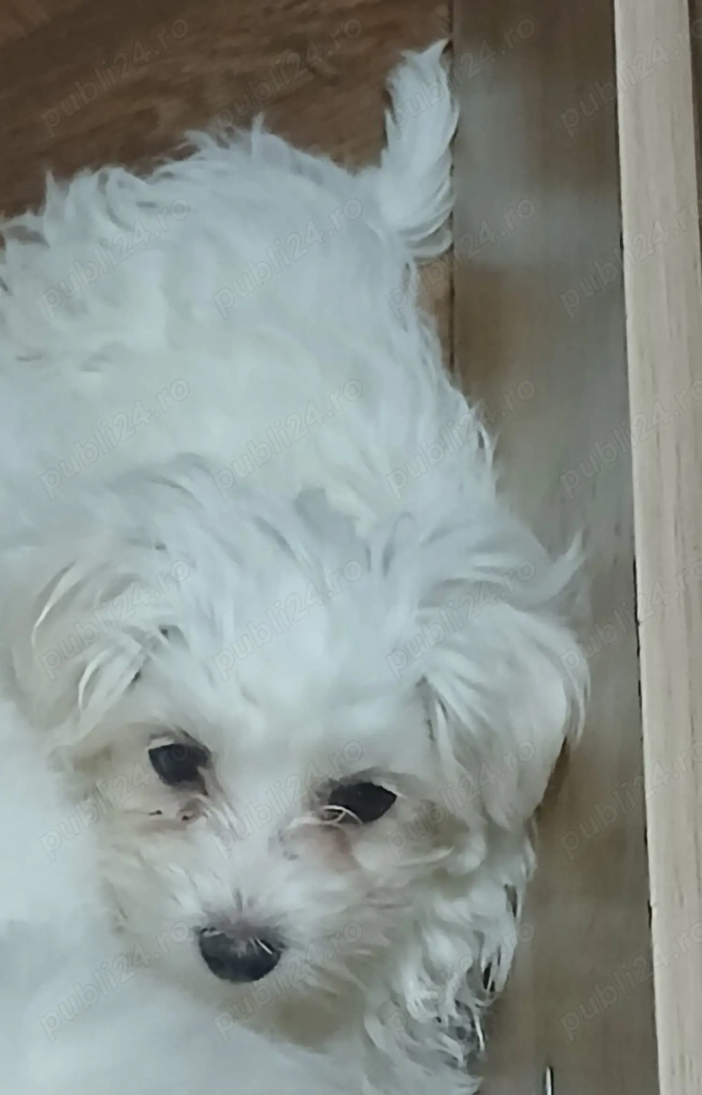 Cățelușa de vânzare 