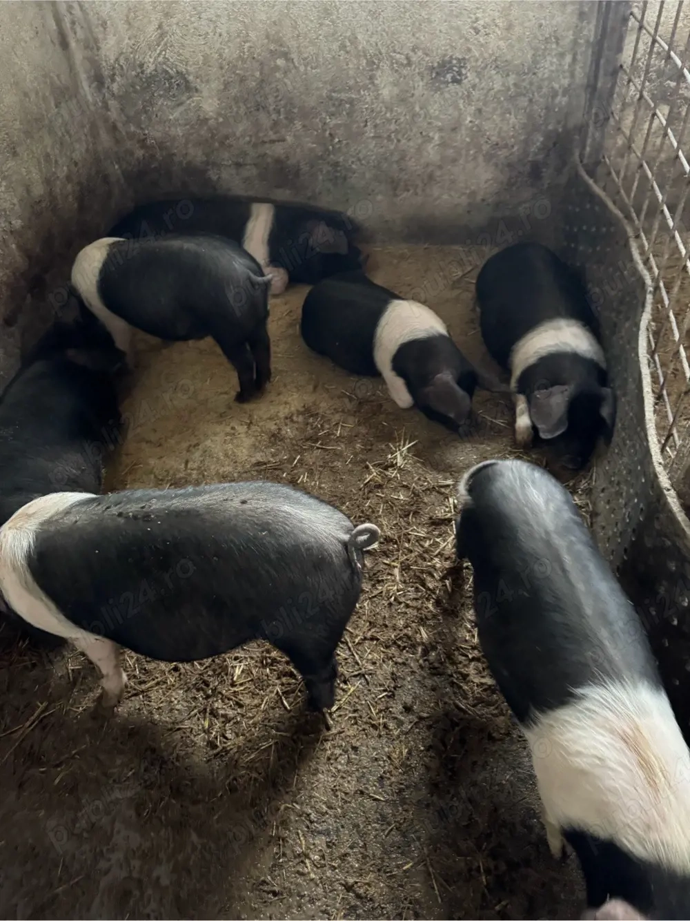 grasuni bazna de vanzare 