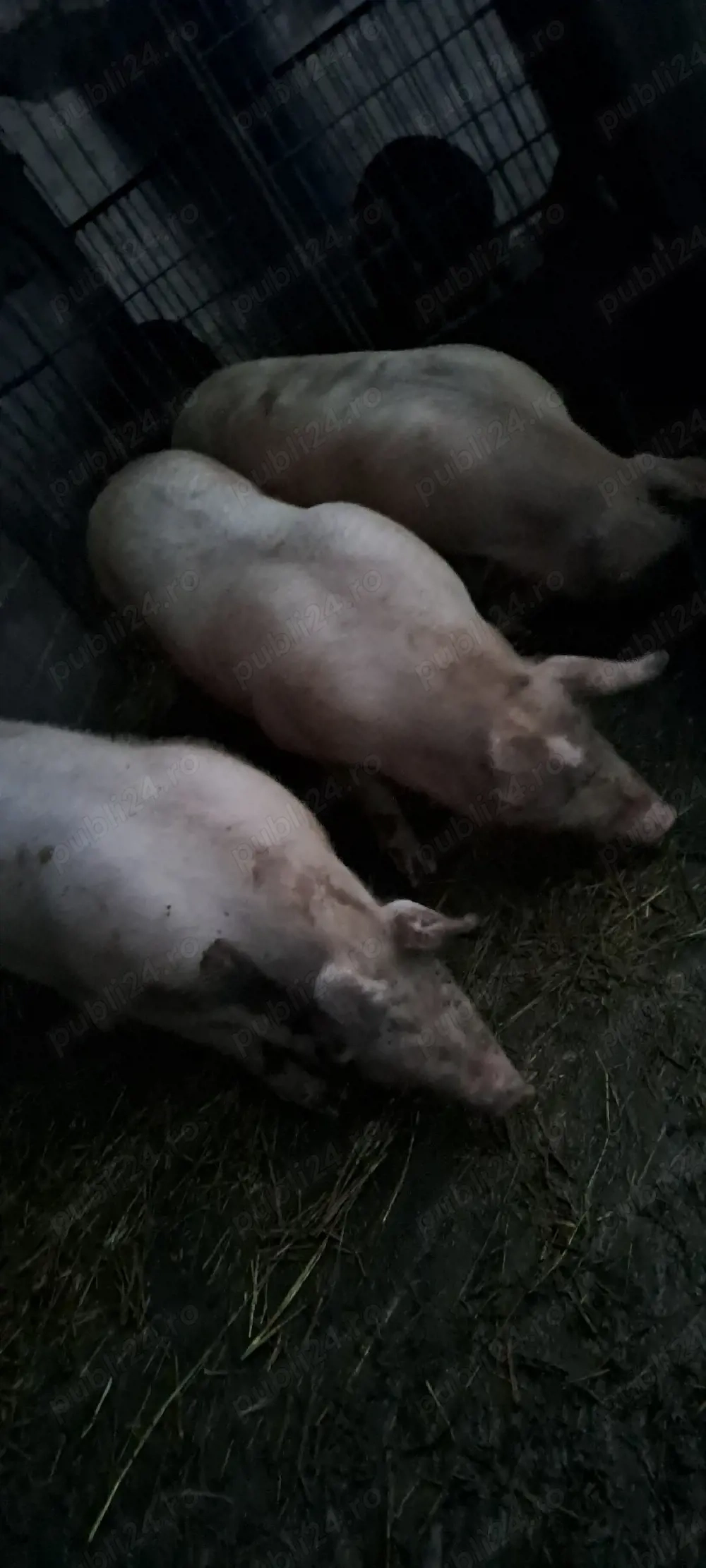 Vînd porci grași marele alb _landras 150 _170 kg