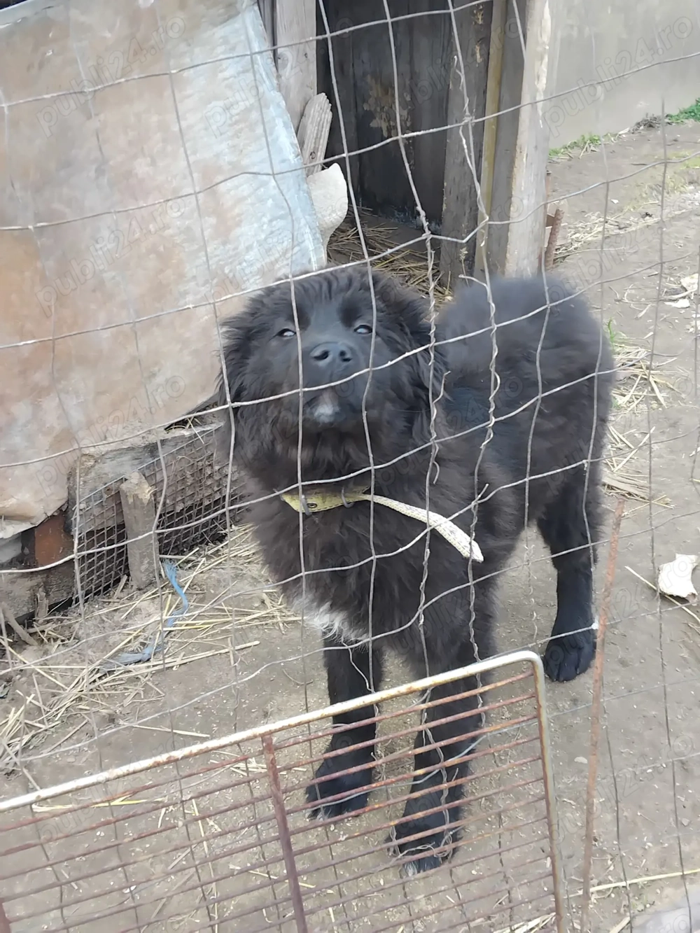 Vând femela de cord are 4 luni 