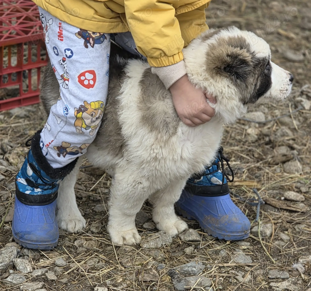  asia centrala rasa pura  2 luni jumate 
