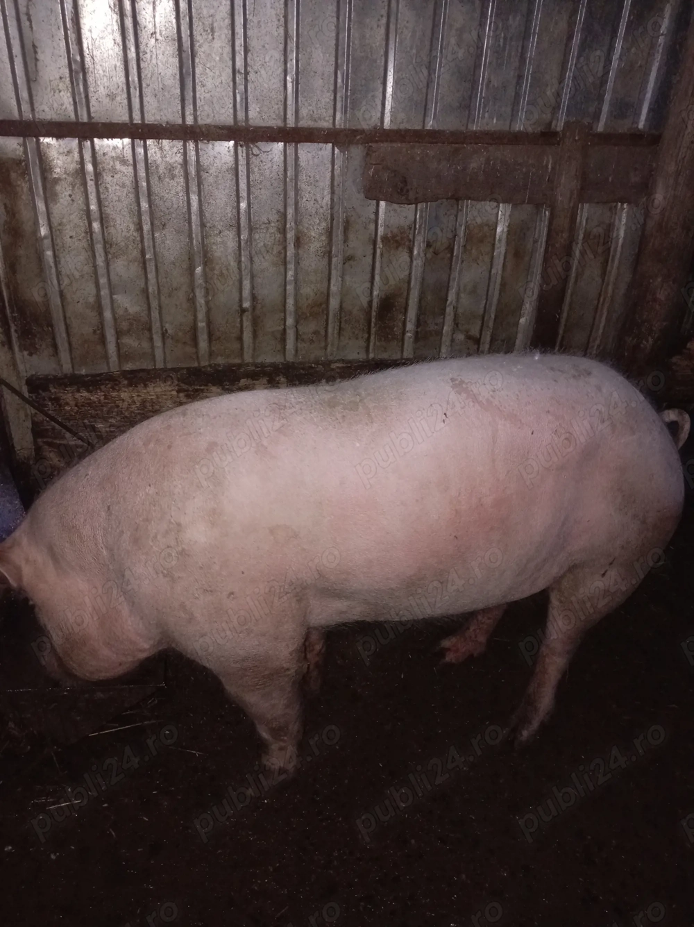 De vânzare vier marele alb de 1 an jumate bun pentru montă mai multe detalii la nr de tel  