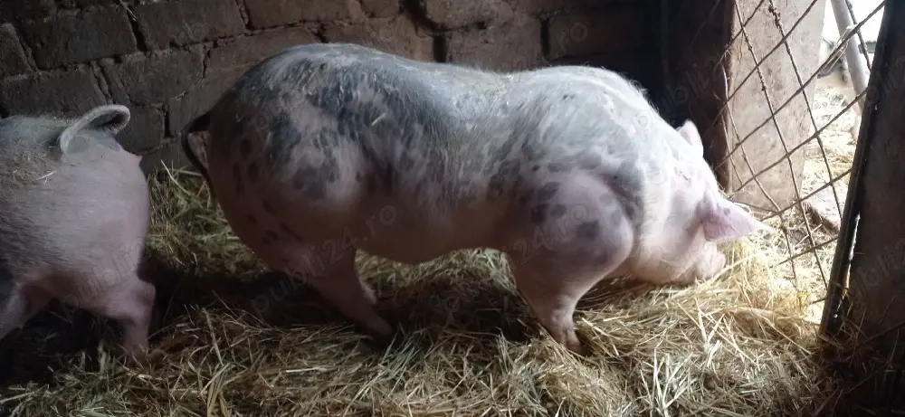 Vând 1 vier și 2 purcele pietran 