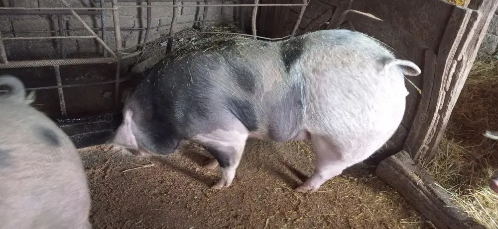 vând două purcele pietran 