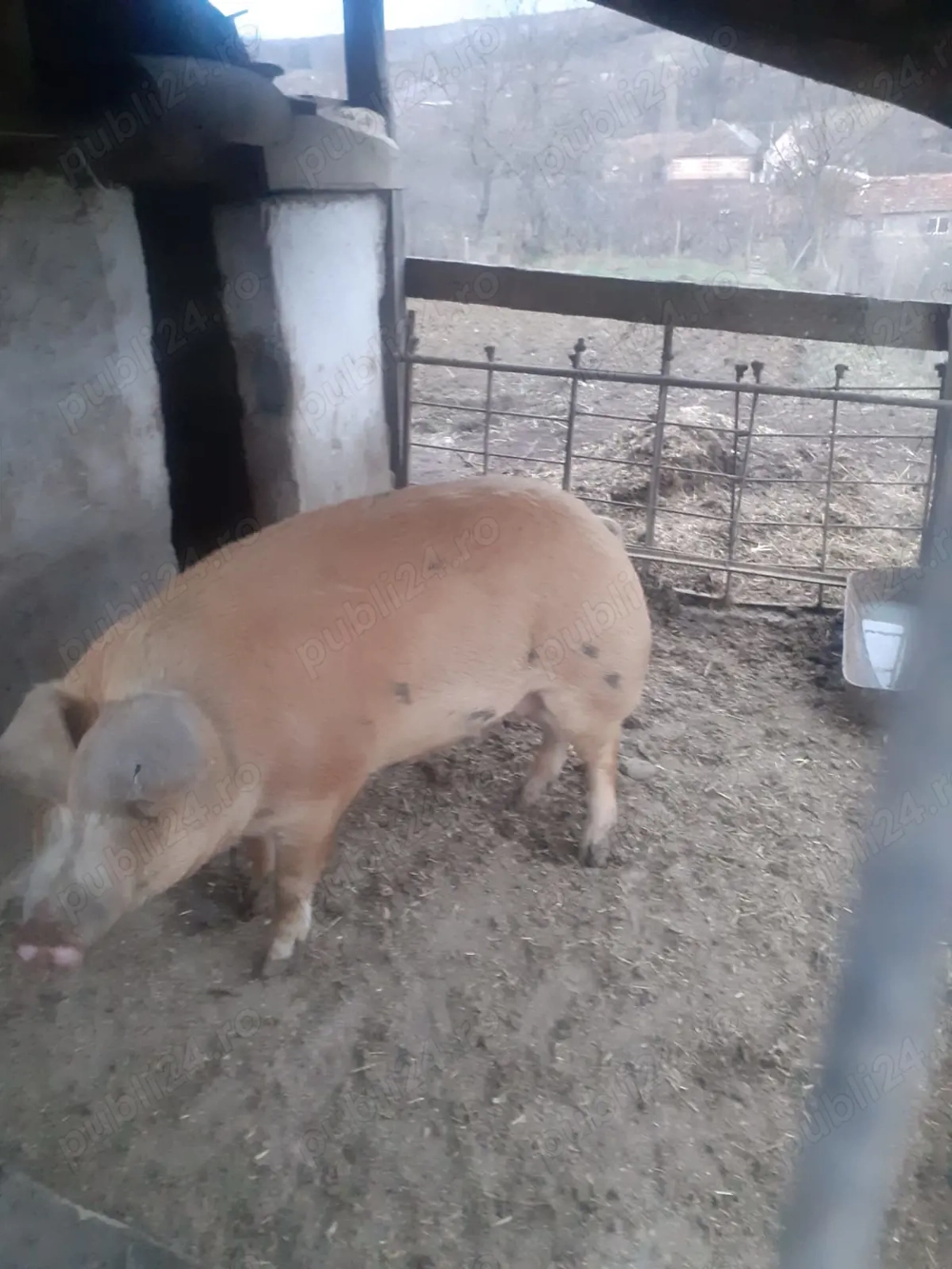 Porci de vânzare 