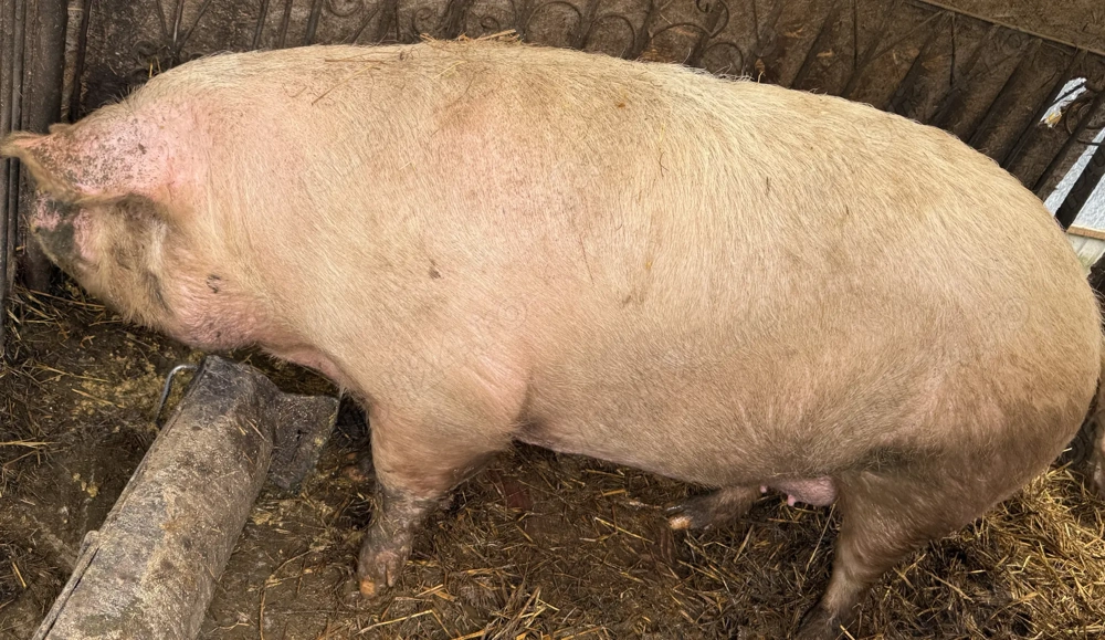 Vând scroafa marele alb 10 kg