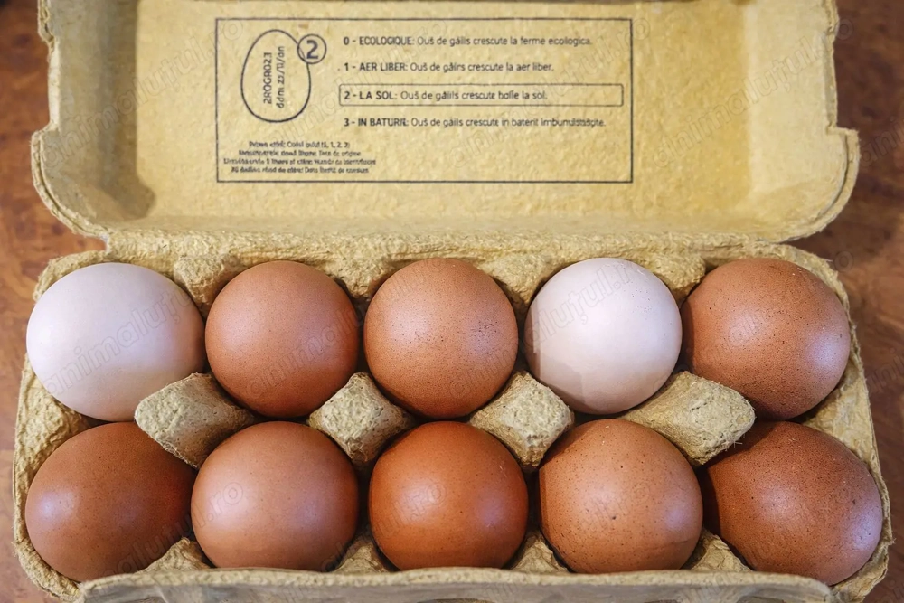 Ouă de găină proaspete.