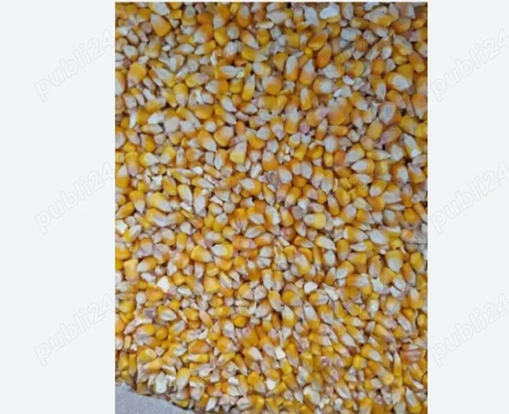 Porumb de vanzare 10 tone