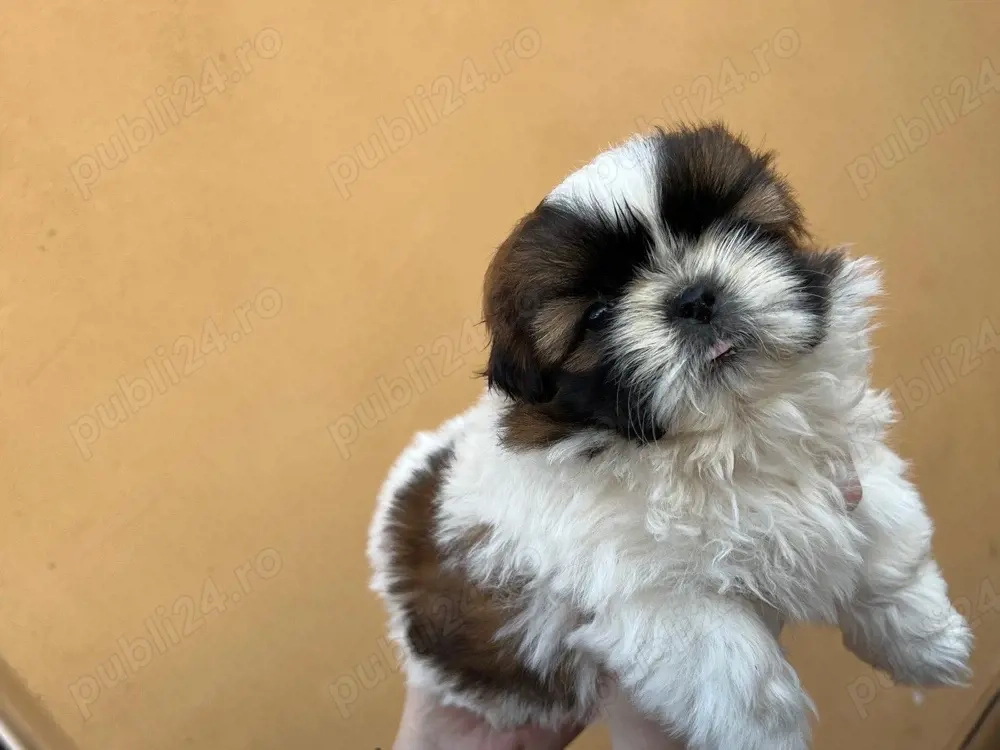 fetita rasa Shih-tzu de vanzare 