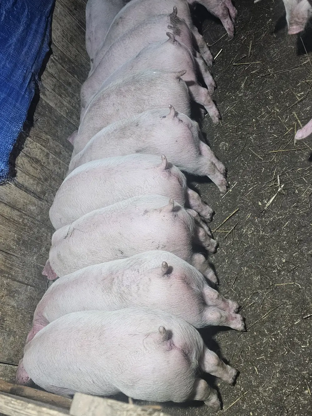 vând 25 soldani rasa de calitate de carne media 35 kg disponibile 25 de mascul castrați  toti mascul