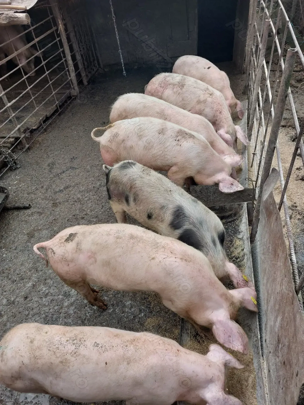 Vând soldani rasă de carne 