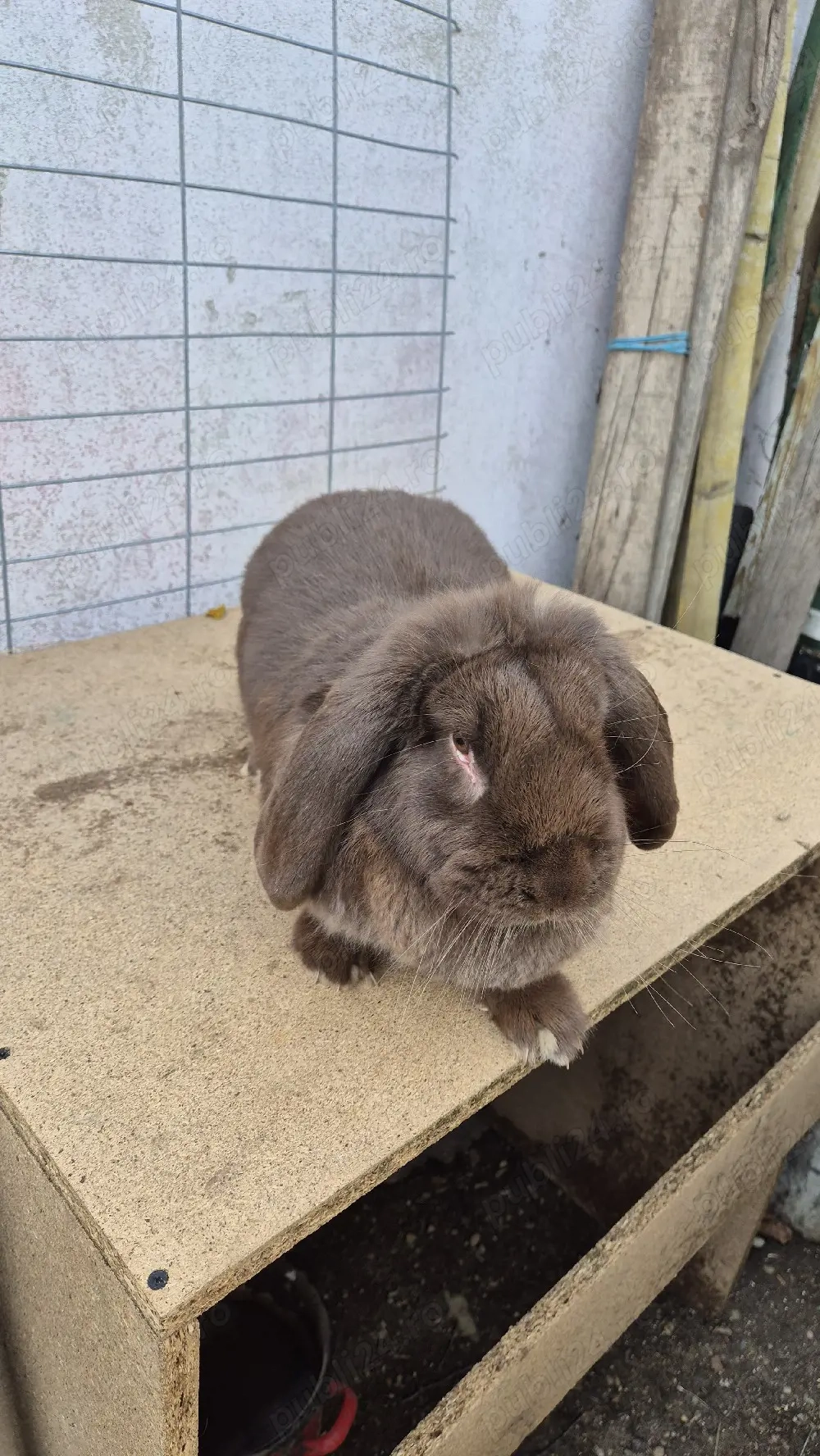 femele berbec german