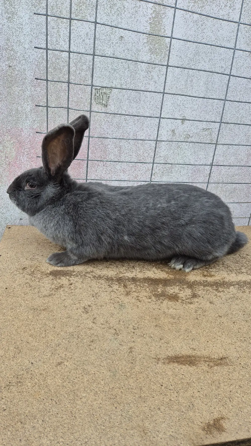 femele fluturaș german