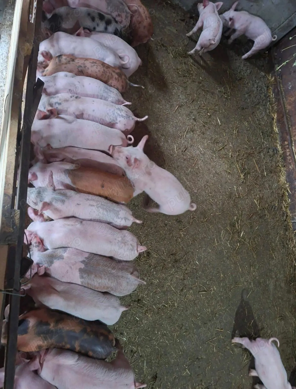 Purcei de vanzare!!!