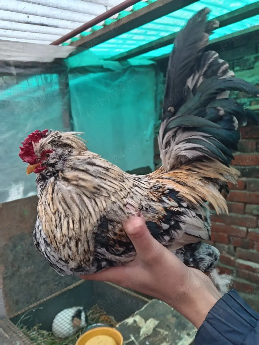 Rate pitice olandeze  porcușori de guineea  cocoși pitici  peruși papagali . 