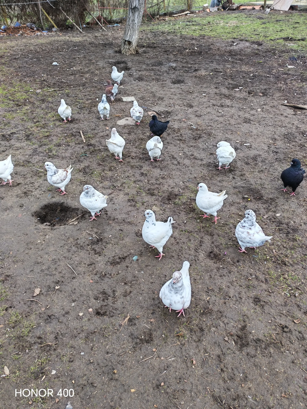 Vând porumbei din rasa khing 