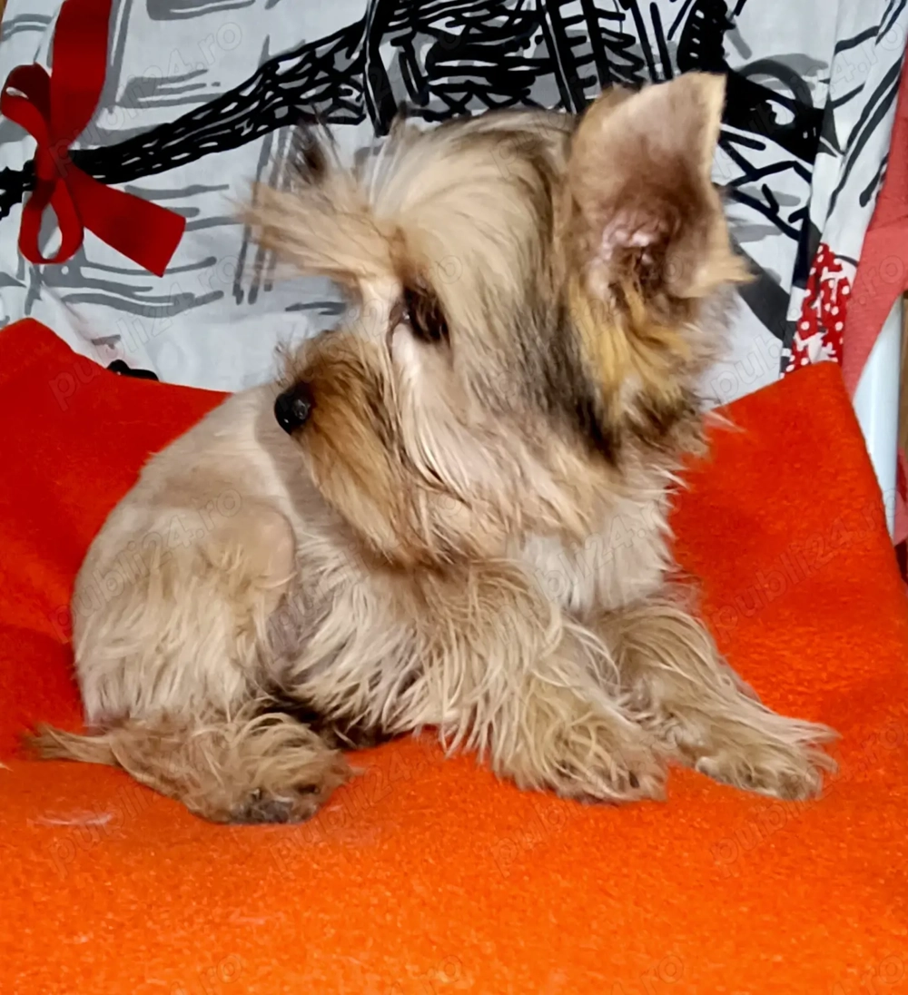Yorkshire terrier golld foarte mic 4 luni jumate 