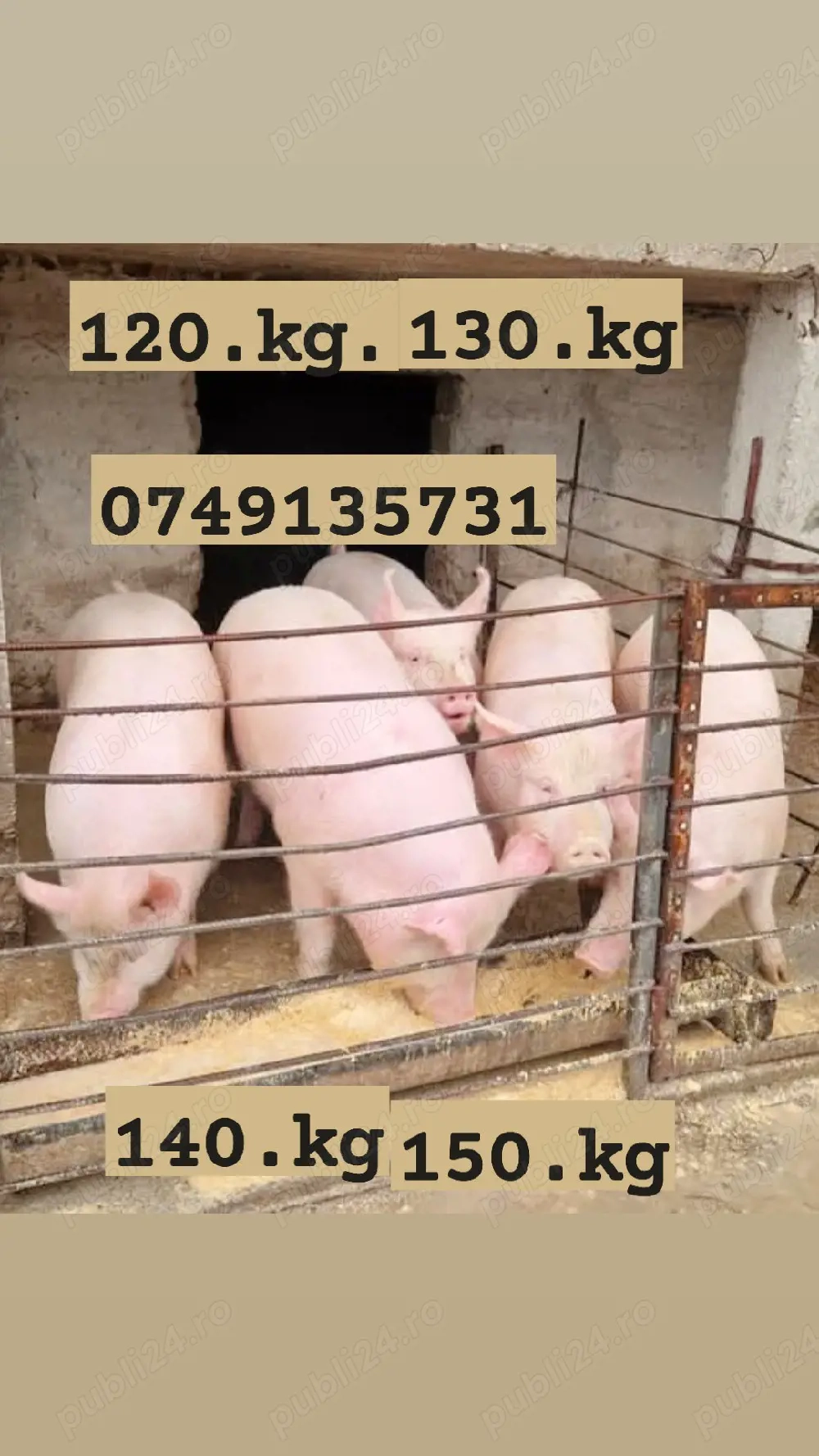 Porci  rasă de carne marele alb crescuți Porumb 