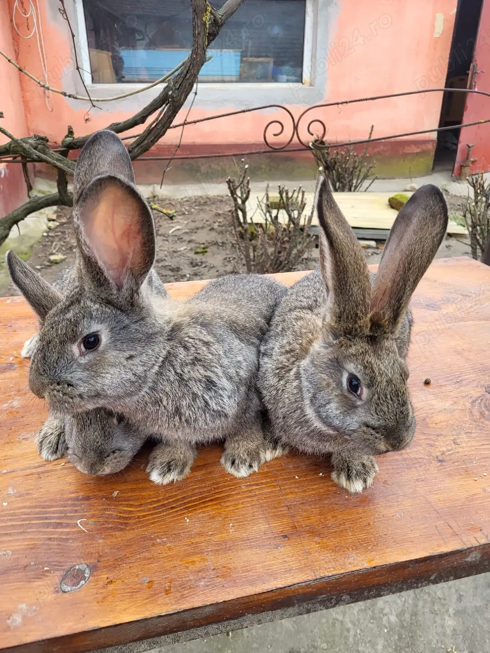 Vand iepuri urias german