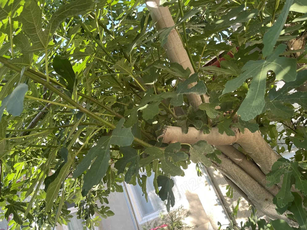 Casă și teren localitatea Mahmudia  brațul Sf. Gheorghe (Delta Dunării)