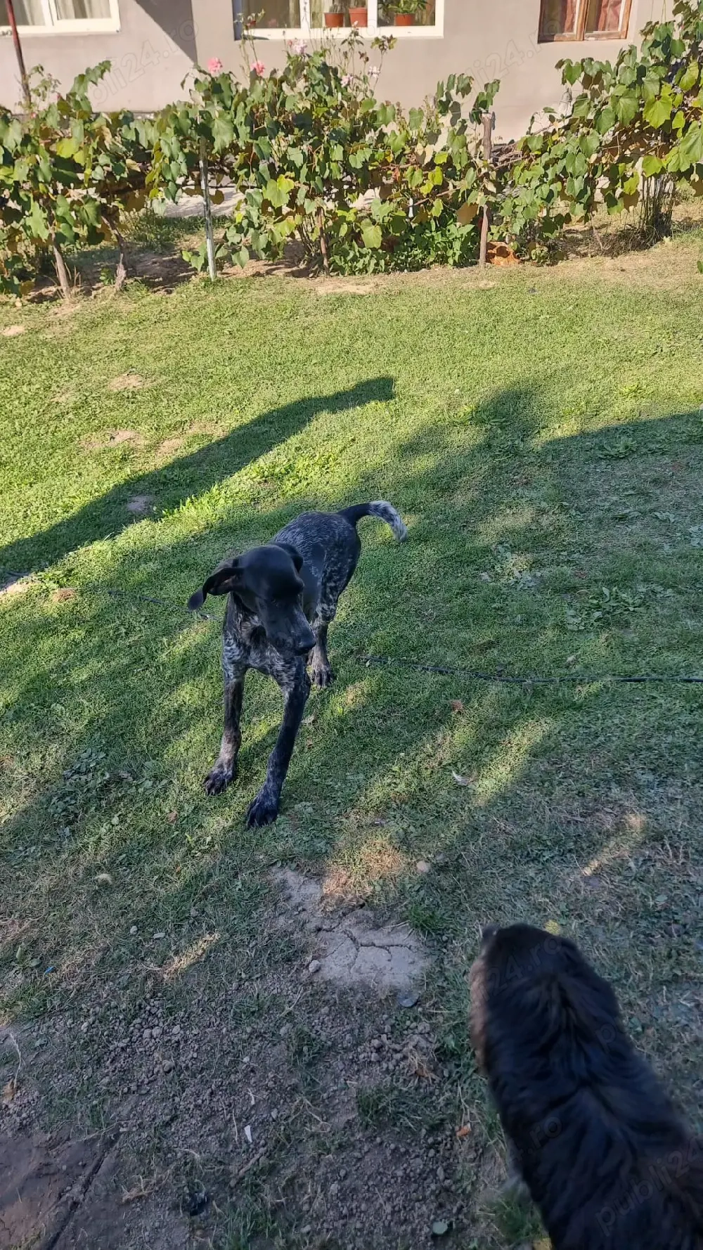 Vînd cîine Brak german 