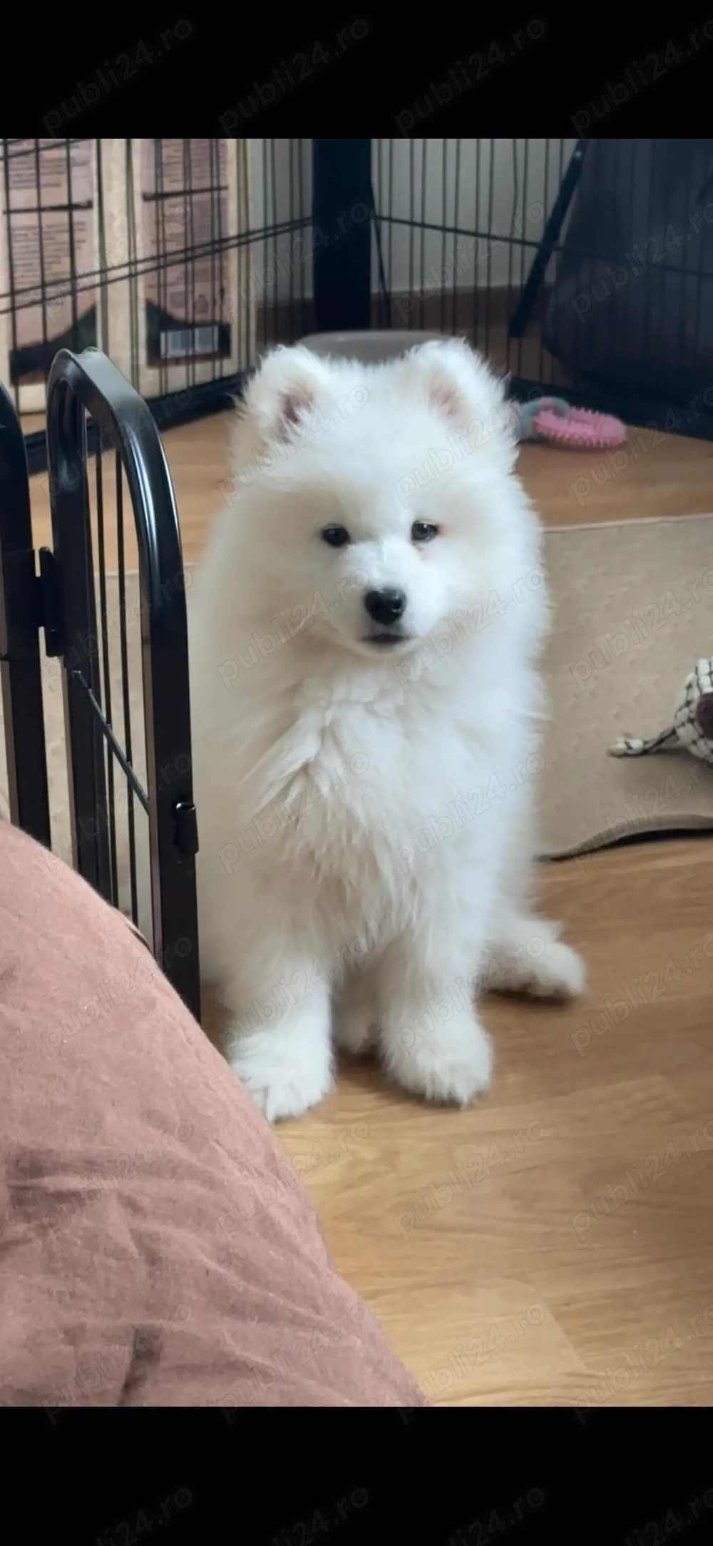 Puiuț samoyed femela 