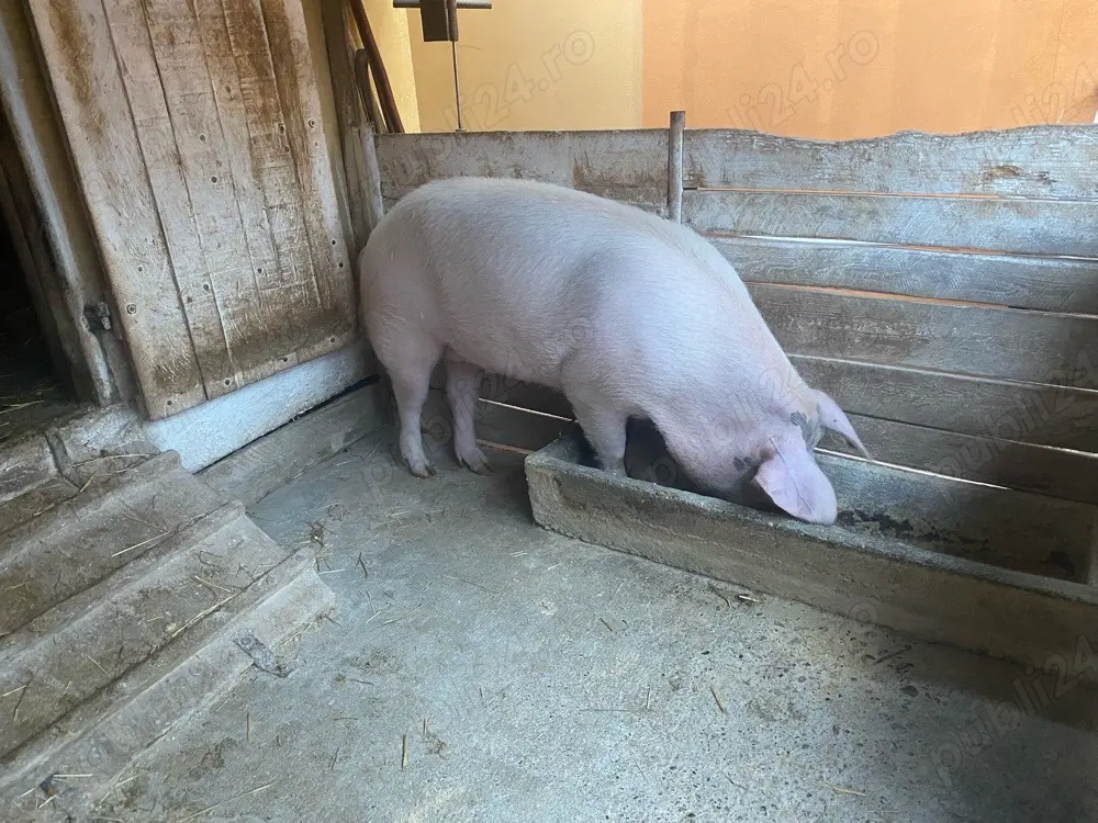 porc gras comuna Fibis,