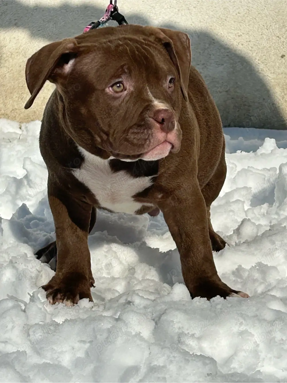 American bully