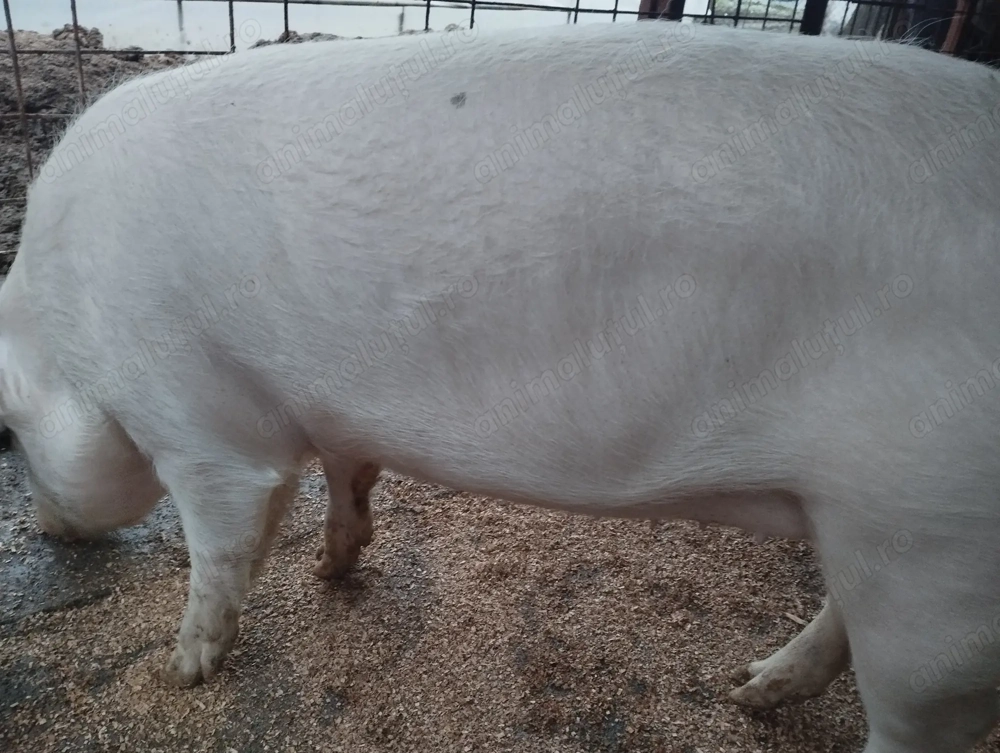 Purcei de carne 200_300