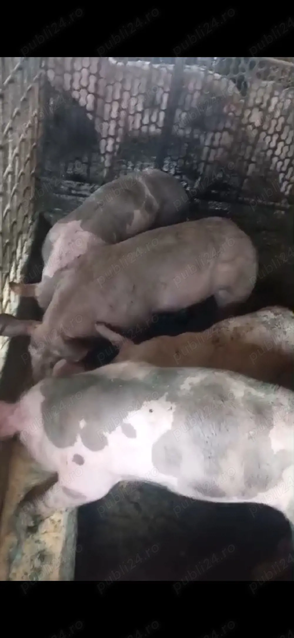 șoldanei rasa carne