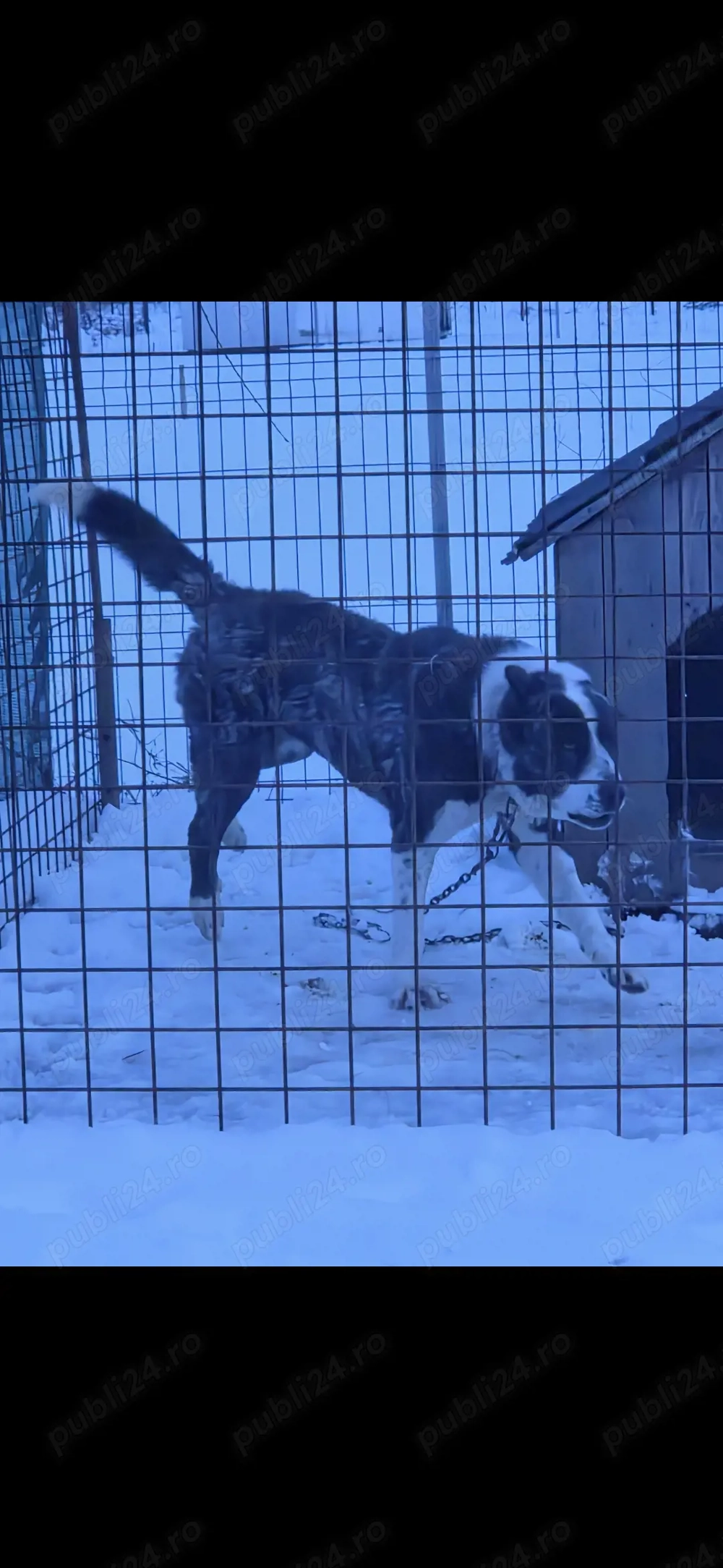 Urgent femela ciobanesc de asia centrala