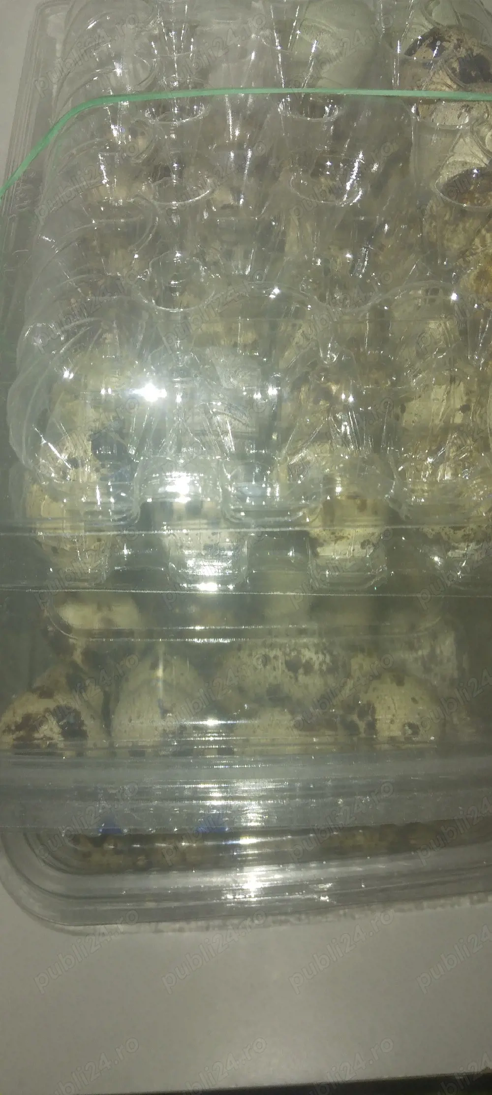 Oua incubat prepelita 