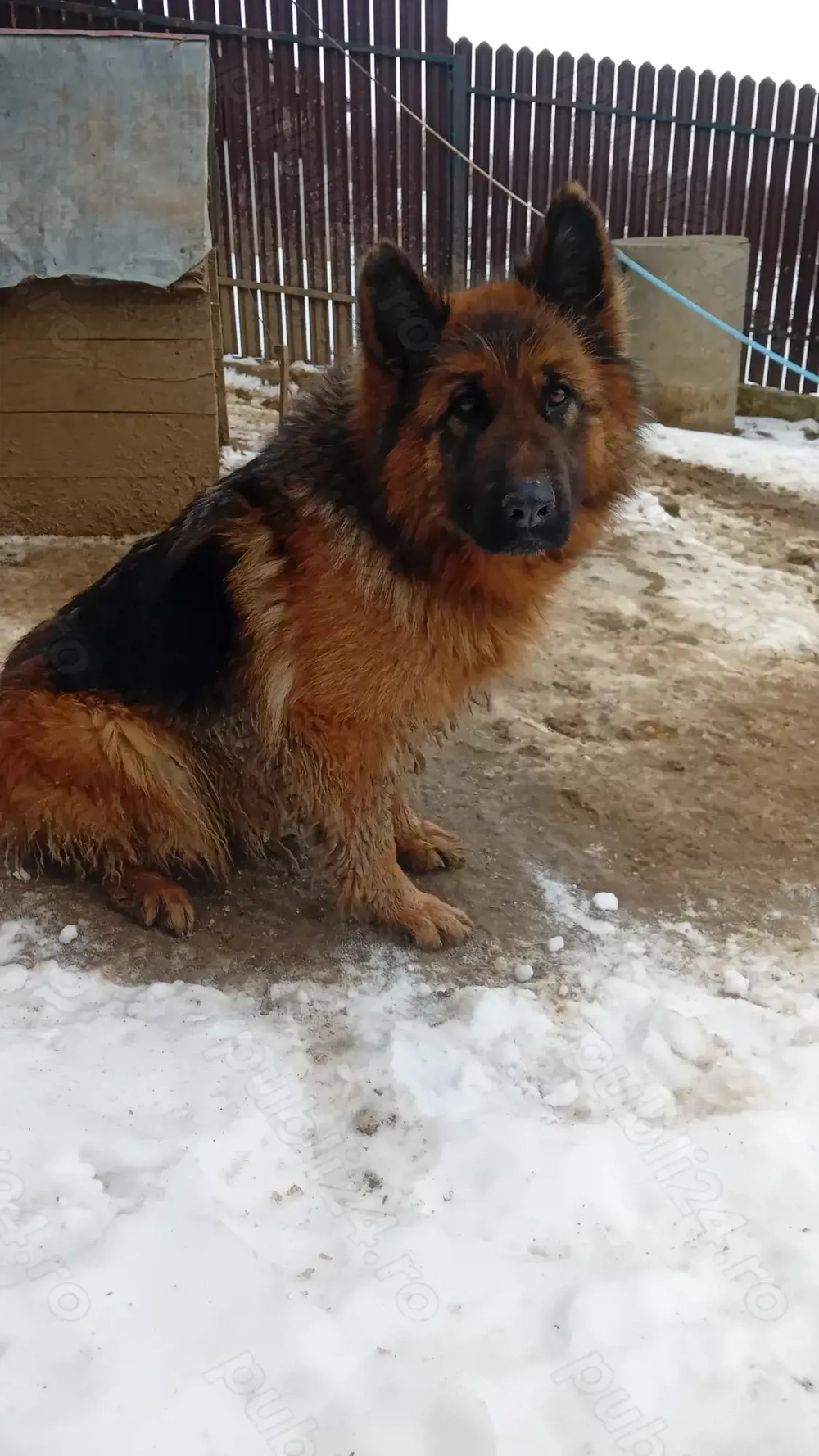 Vând femelă ciobănesc german 