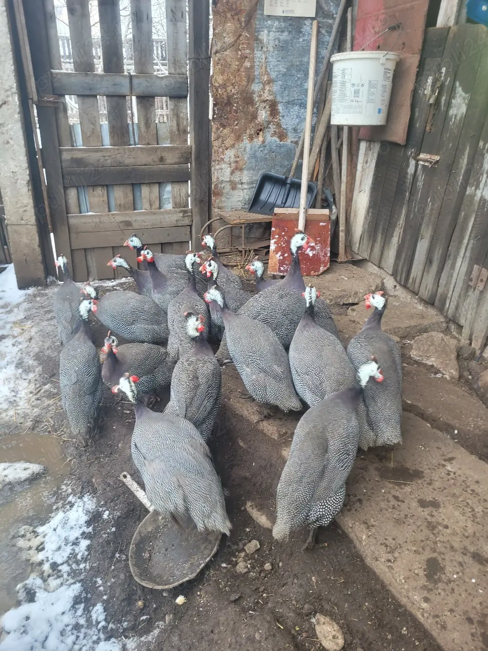 Vând perechi de bibilici