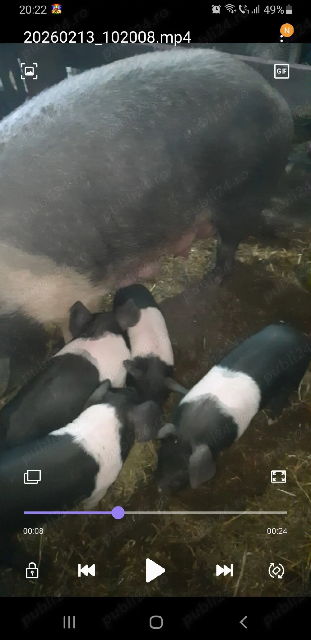 Porci bazna de vânzare