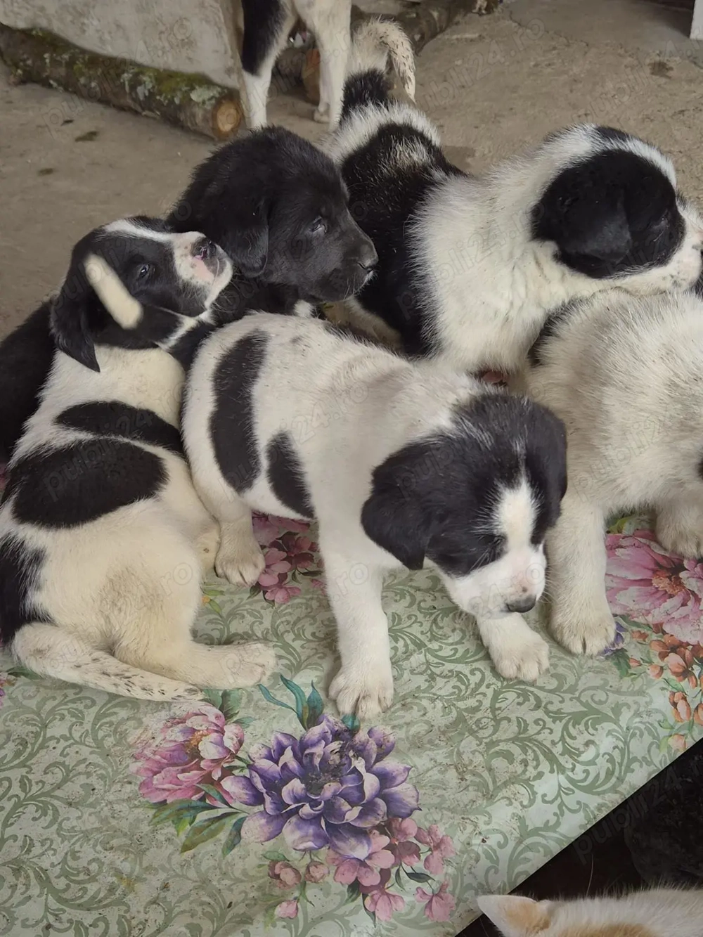 Căței Asia Centrală   exemplare superbe, disponibili imediat