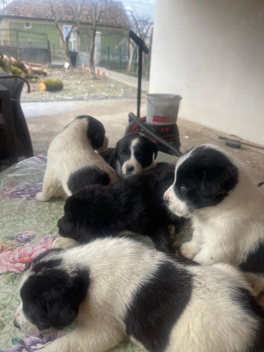  Căței Asia Centrală   exemplare superbe, disponibili imediat