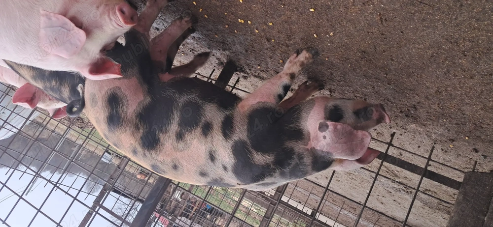 Vând purcei 14 saptamani