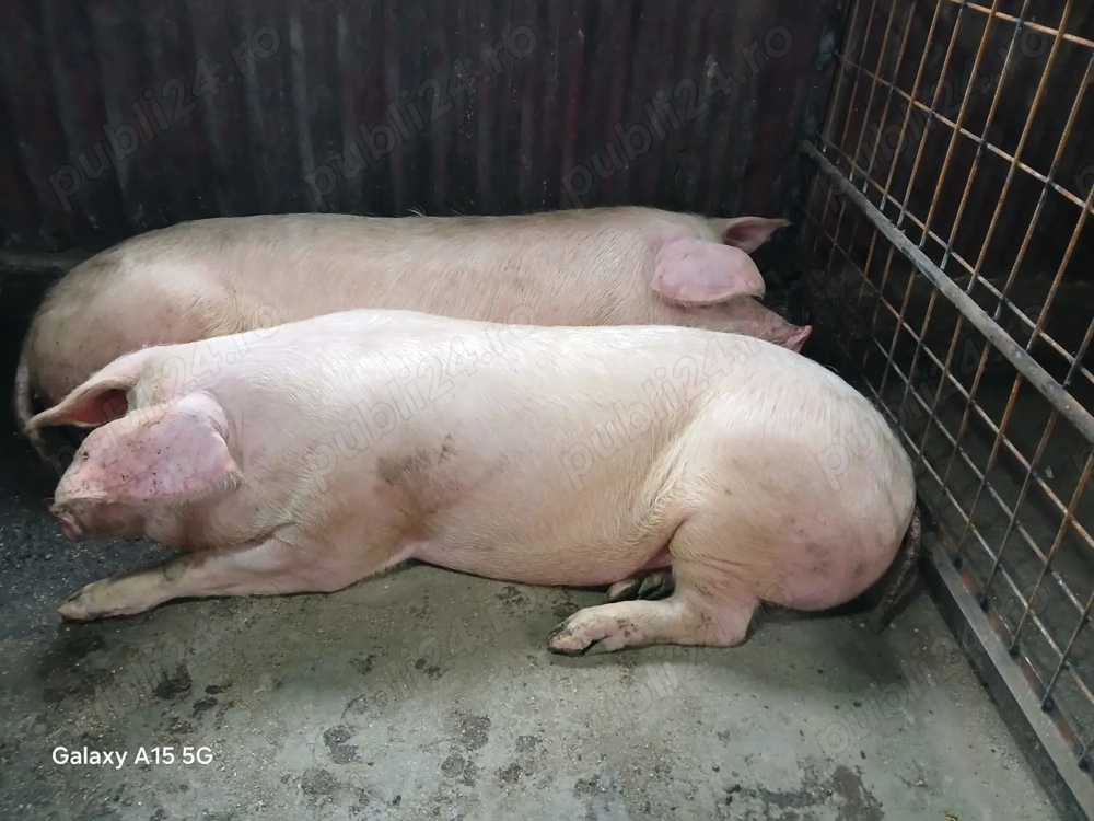 Scroafa de vânzare pentru sacrificare 