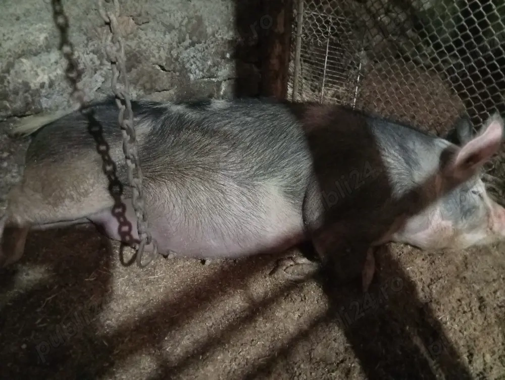 Scroafă gestantă in 8 martie trebuie să fete