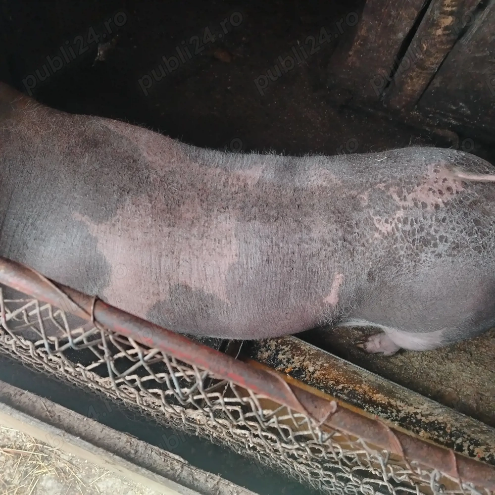 Vând porc Petrean castrat 90 kg. 