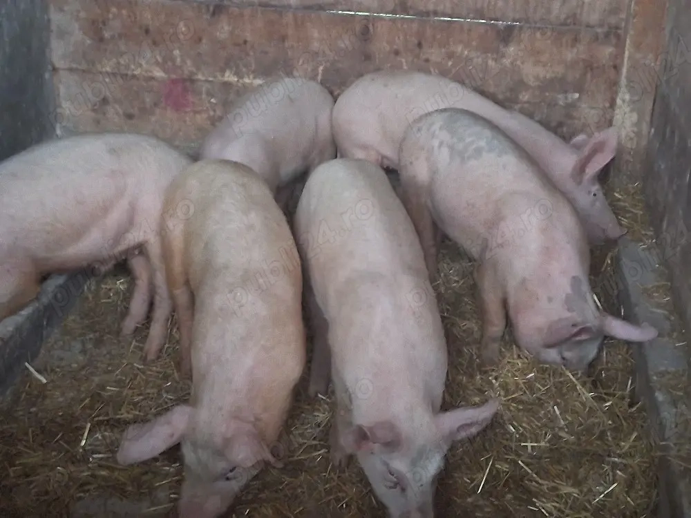 vând 6 soldani de 45 kg (masculi castraţi)