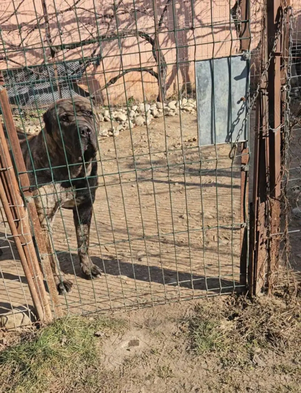 Mascul de vânzare presa canario din părinți cu pedigree mai multe detalii la nr de telefon 