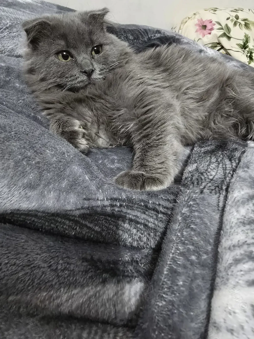 Scottish Fold British  Blue 