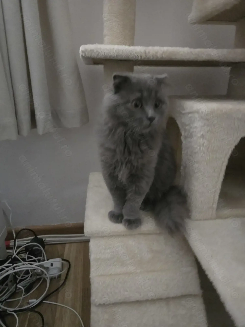 British Shorthair  Blue 