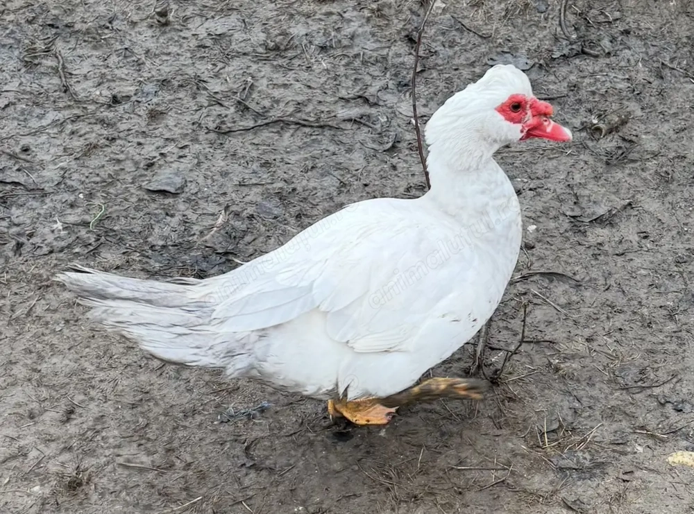 Vând 3 rățoi lesesti tineri colorati